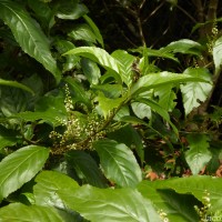 Maesa indica (Roxb.) Sweet